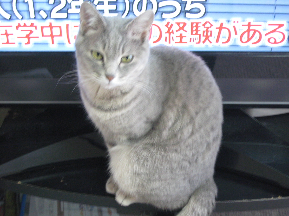 f:id:tchibineko:20190404234732j:plain f:id:tchibineko:20190404234732j:plain