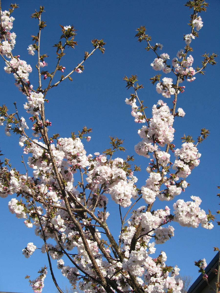 f:id:tchibineko:20190513134551j:plain f:id:tchibineko:20190513134551j:plain