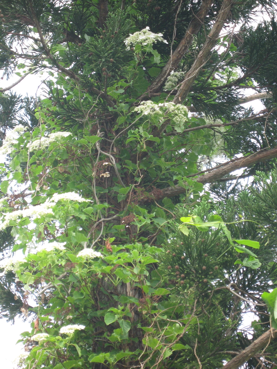 f:id:tchibineko:20190607230147j:plain f:id:tchibineko:20190607230147j:plain