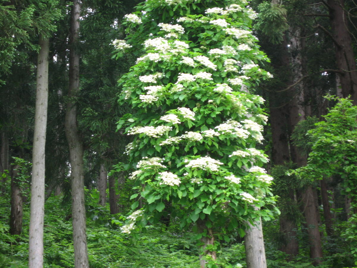 f:id:tchibineko:20190607231636j:plain f:id:tchibineko:20190607231636j:plain