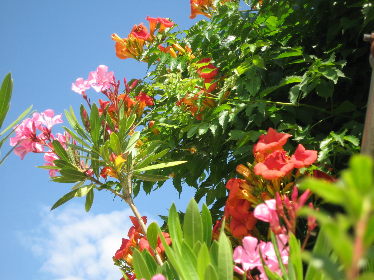 f:id:tchibineko:20190714231342j:plain f:id:tchibineko:20190714231342j:plain
