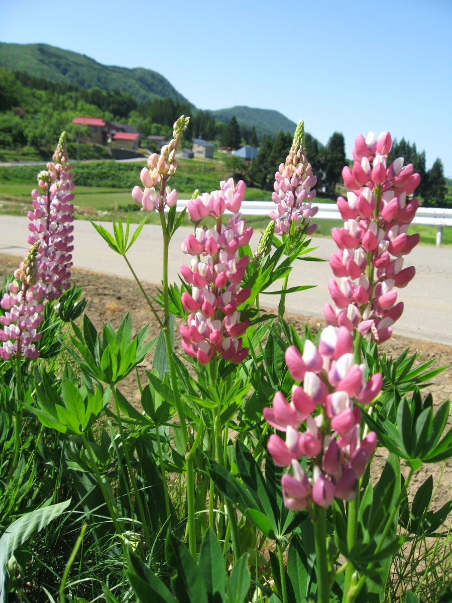 f:id:tchibineko:20190813233820j:plain f:id:tchibineko:20190813233820j:plain