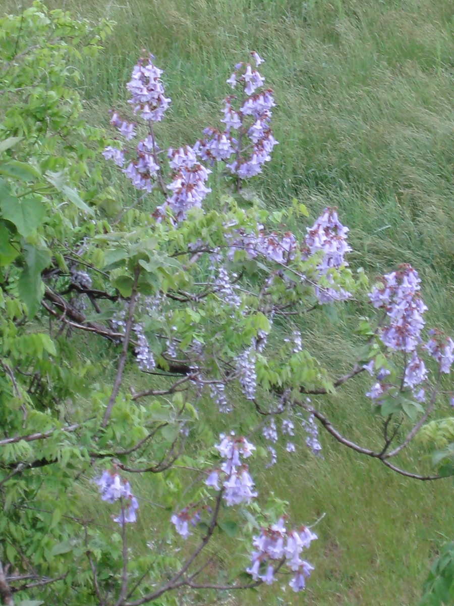 f:id:tchibineko:20190815005534j:plain f:id:tchibineko:20190815005534j:plain