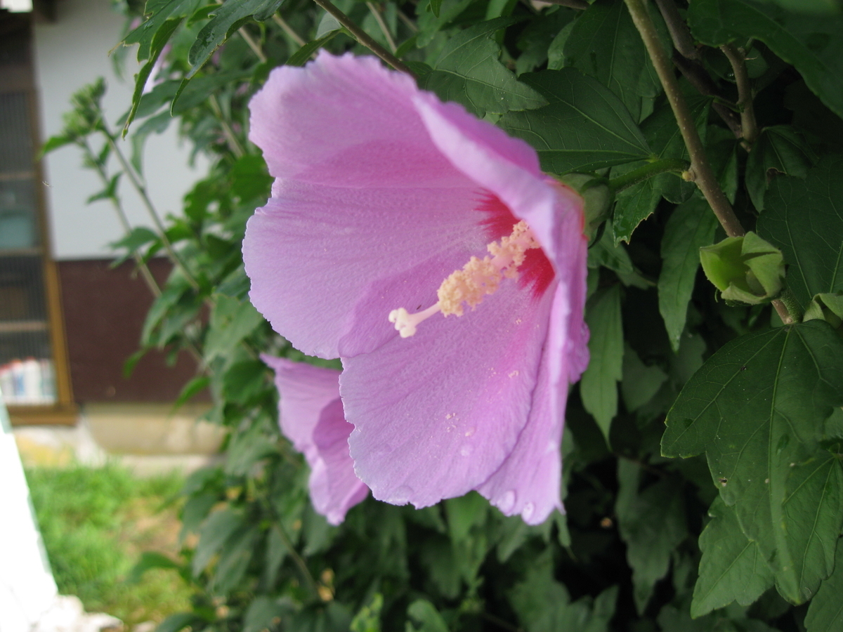 f:id:tchibineko:20190818233606j:plain