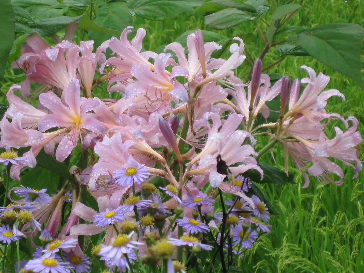 f:id:tchibineko:20190820233340j:plain f:id:tchibineko:20190820233340j:plain