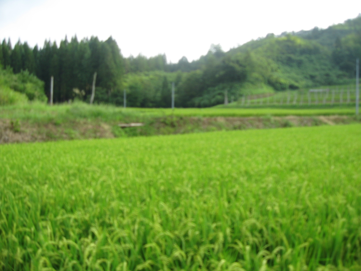 f:id:tchibineko:20190822235506j:plain