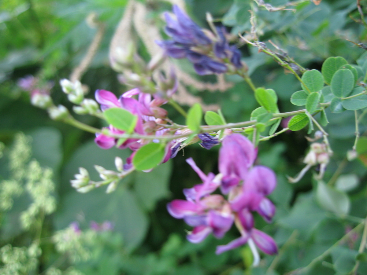 f:id:tchibineko:20190906235349j:plain f:id:tchibineko:20190906235349j:plain
