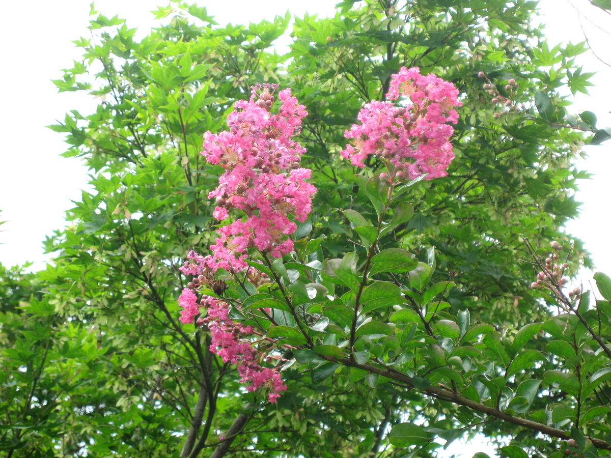 f:id:tchibineko:20190909141627j:plain f:id:tchibineko:20190909141627j:plain