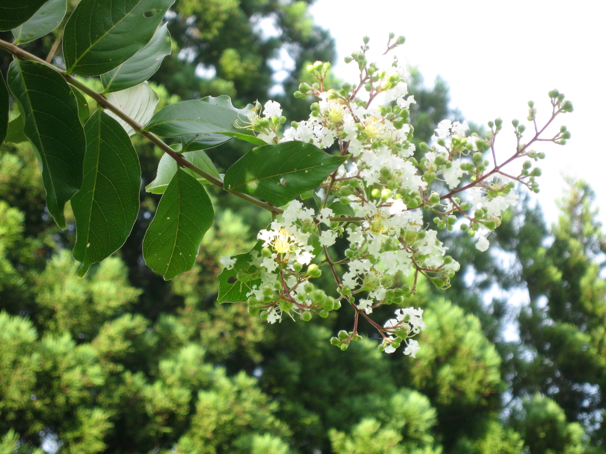 f:id:tchibineko:20190909141830j:plain f:id:tchibineko:20190909141830j:plain