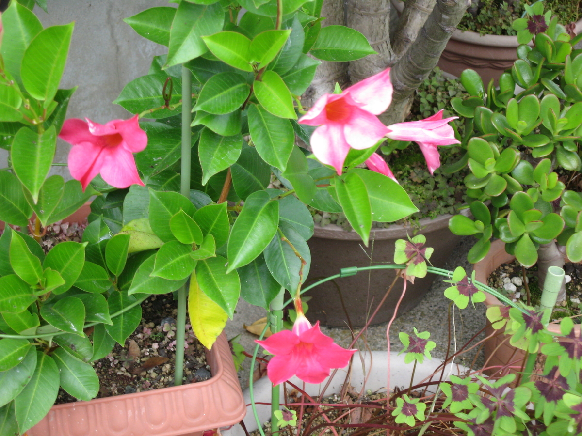 f:id:tchibineko:20190918000015j:plain