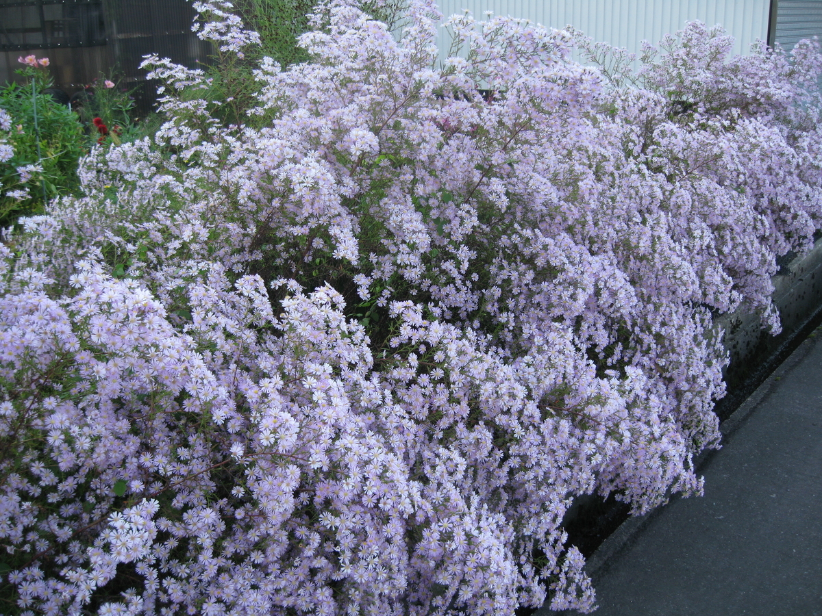 f:id:tchibineko:20191005000611j:plain f:id:tchibineko:20191005000611j:plain