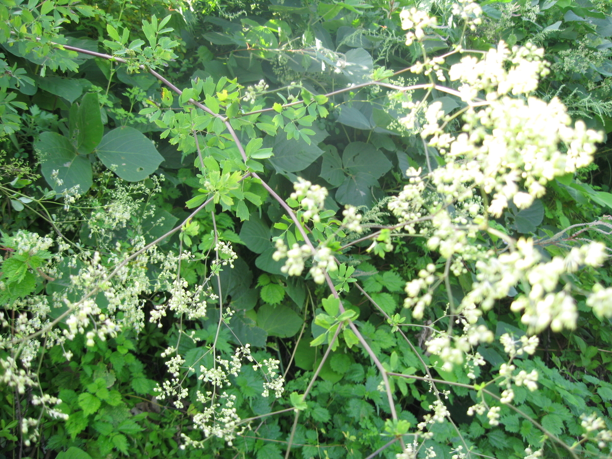 f:id:tchibineko:20191018002300j:plain f:id:tchibineko:20191018002300j:plain