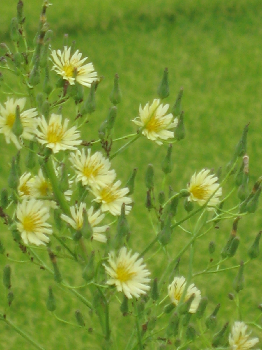 f:id:tchibineko:20191022235531j:plain f:id:tchibineko:20191022235531j:plain