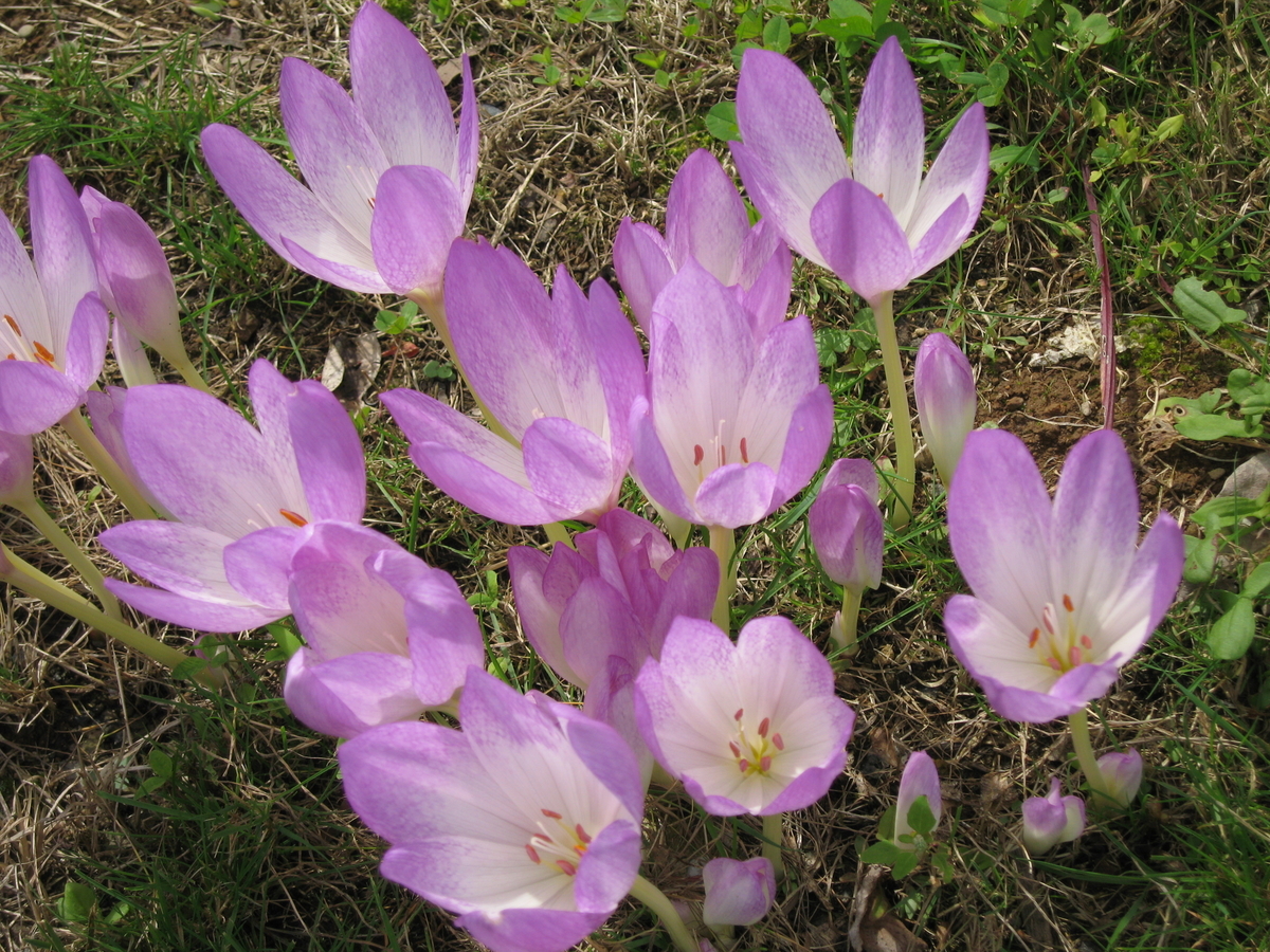f:id:tchibineko:20191028130856j:plain