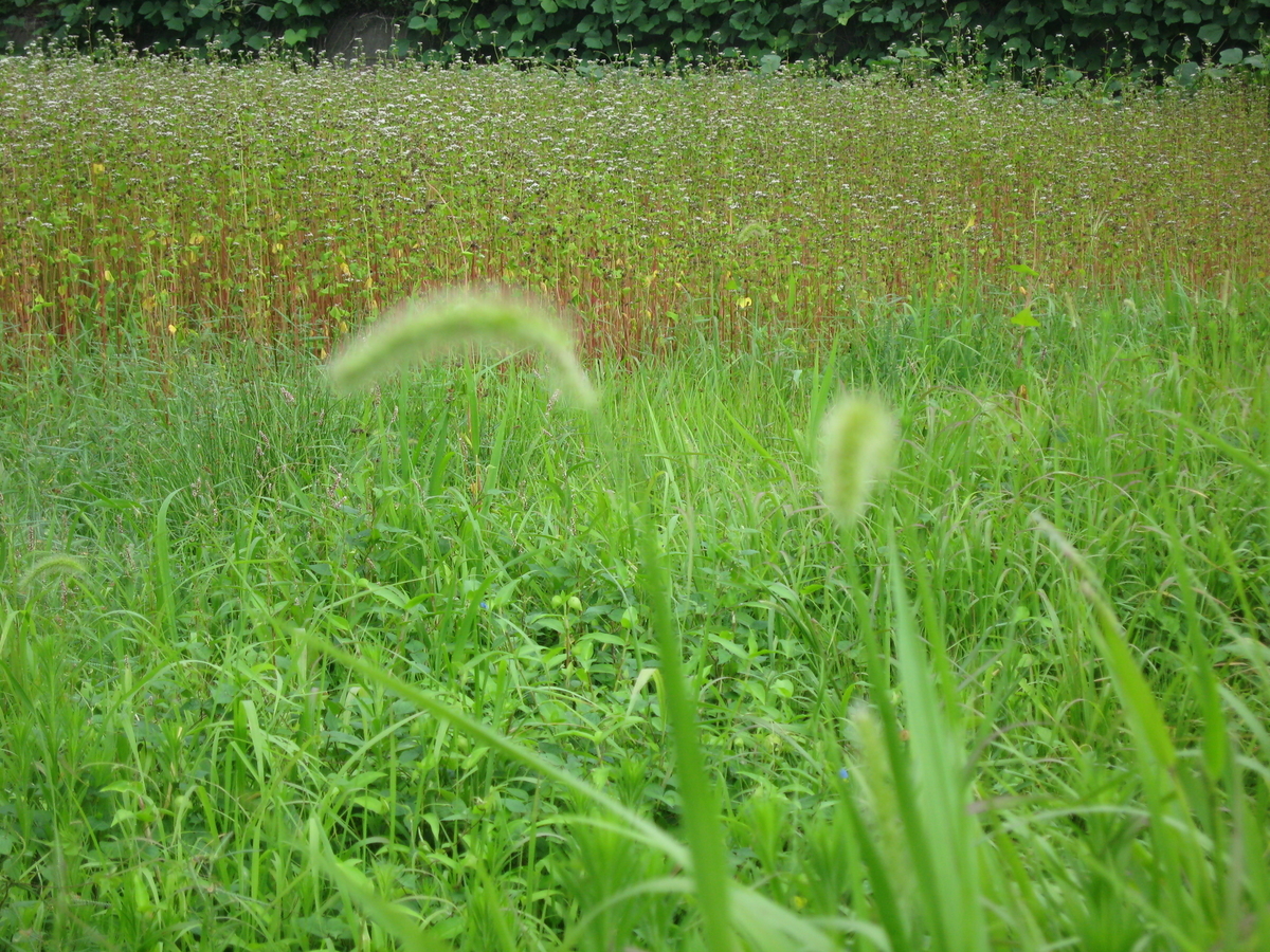 f:id:tchibineko:20191103220958j:plain f:id:tchibineko:20191103220958j:plain