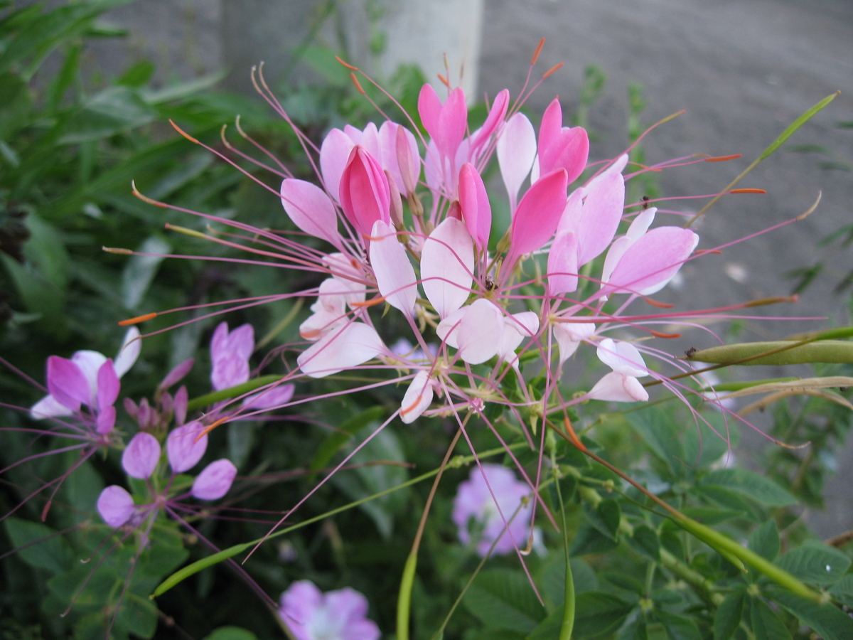 f:id:tchibineko:20191117205806j:plain