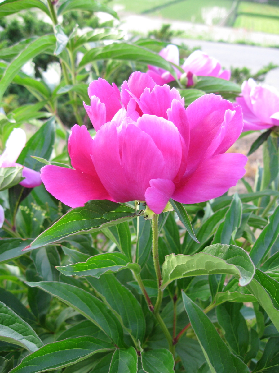 f:id:tchibineko:20191125134935j:plain