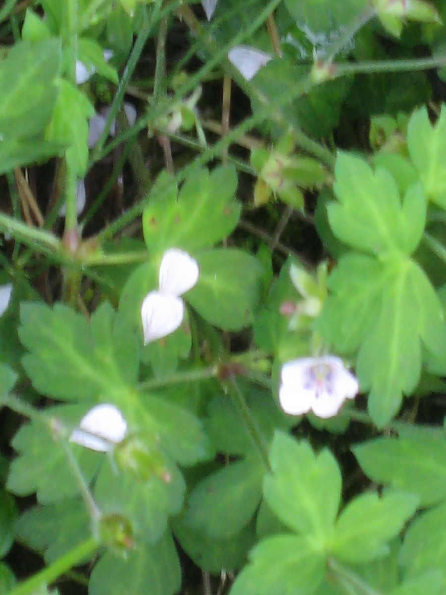 f:id:tchibineko:20191129211310j:plain f:id:tchibineko:20191129211310j:plain