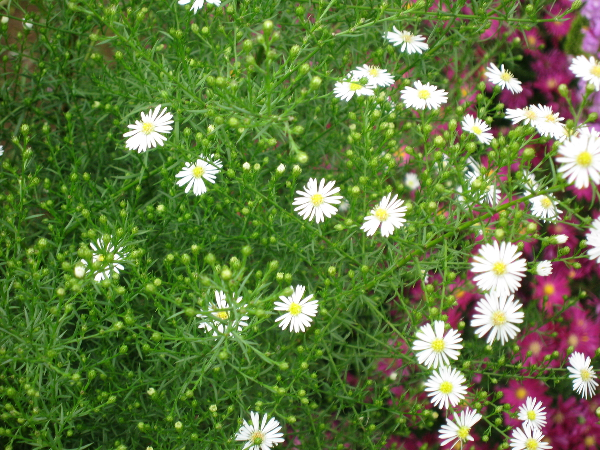 f:id:tchibineko:20191130214602j:plain f:id:tchibineko:20191130214602j:plain