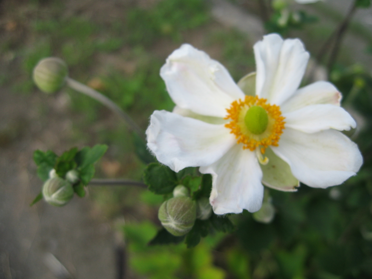 f:id:tchibineko:20191203220143j:plain