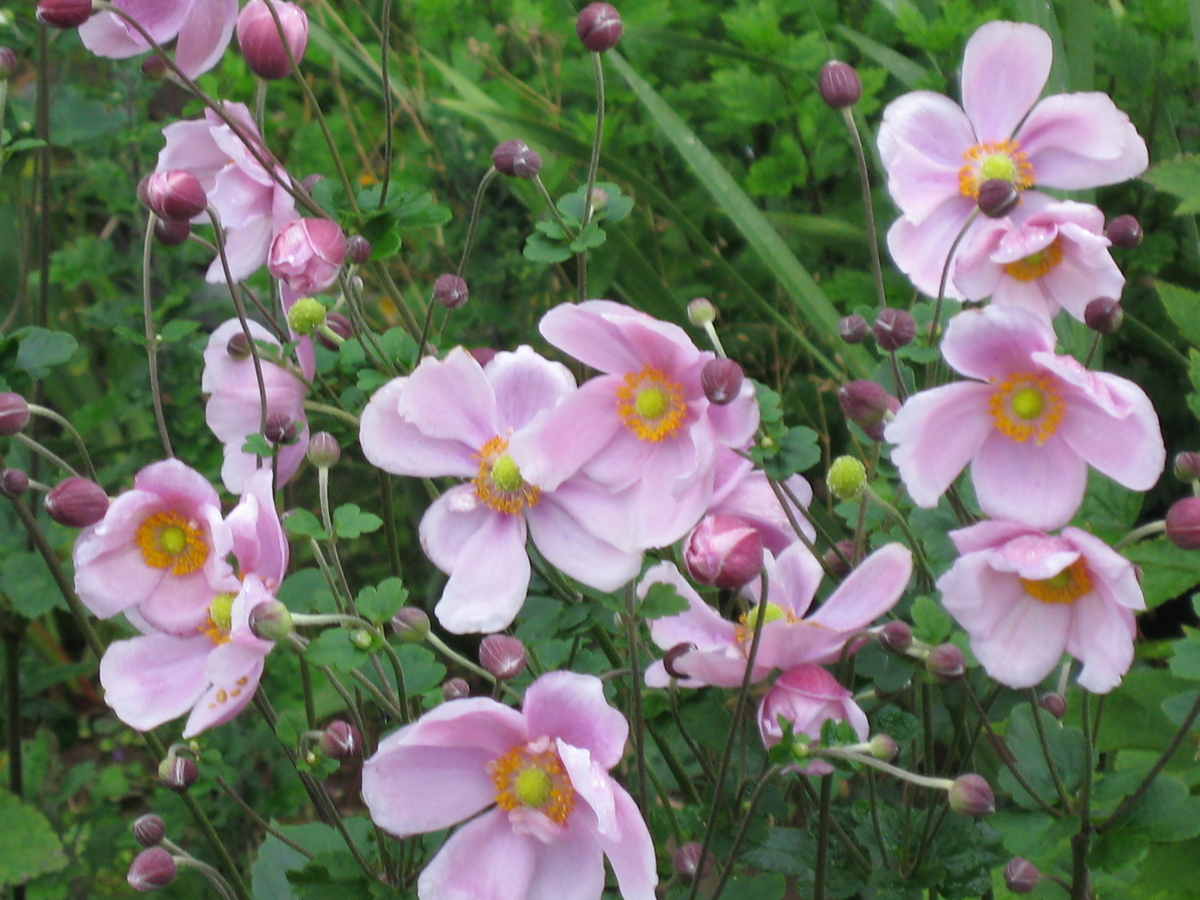 f:id:tchibineko:20191203220411j:plain