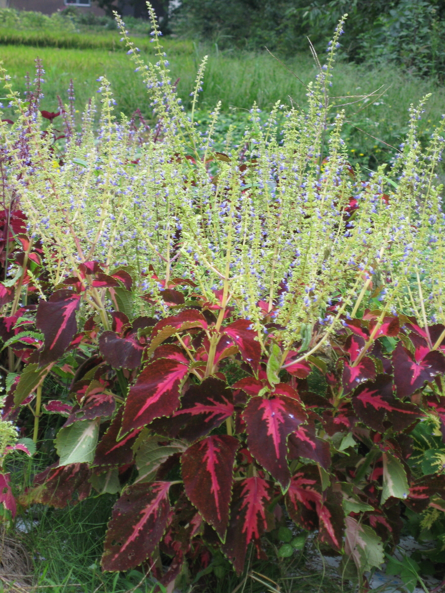 f:id:tchibineko:20191204220117j:plain