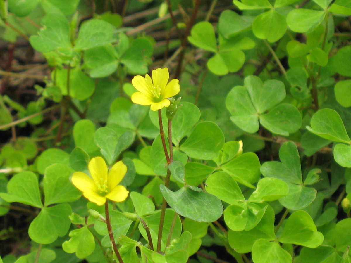 f:id:tchibineko:20191205224501j:plain