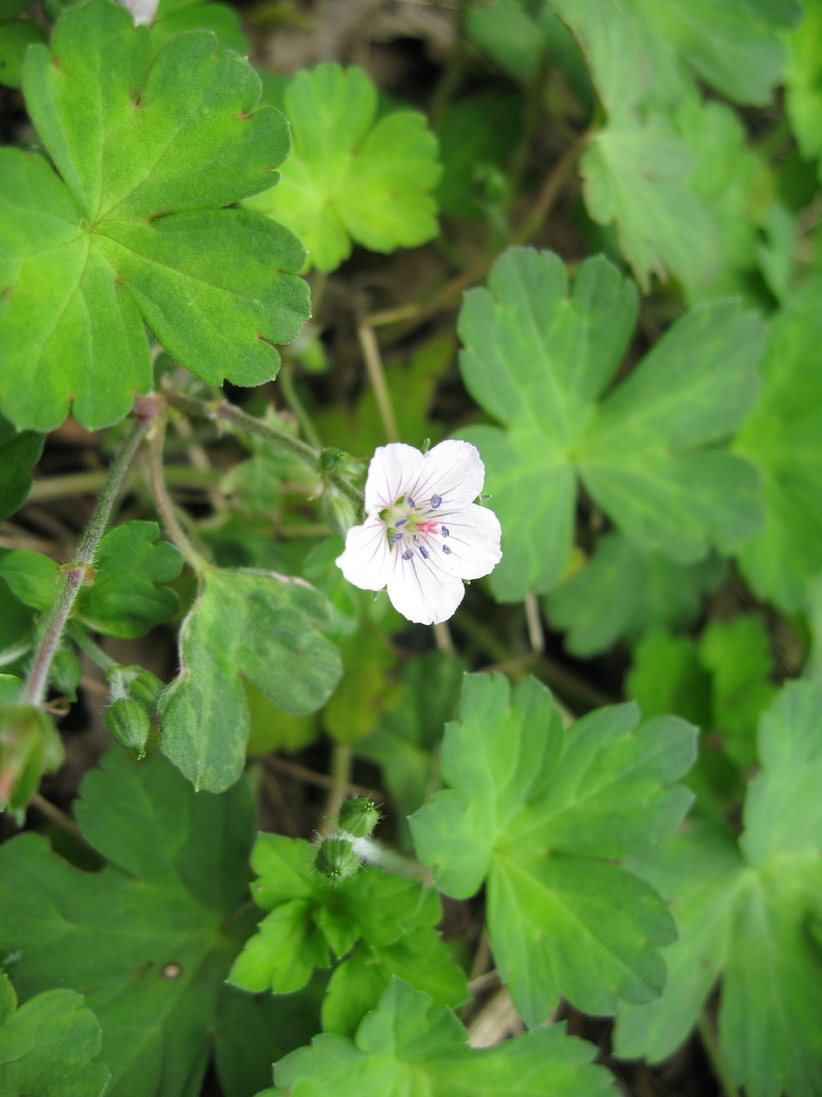 f:id:tchibineko:20191205225058j:plain