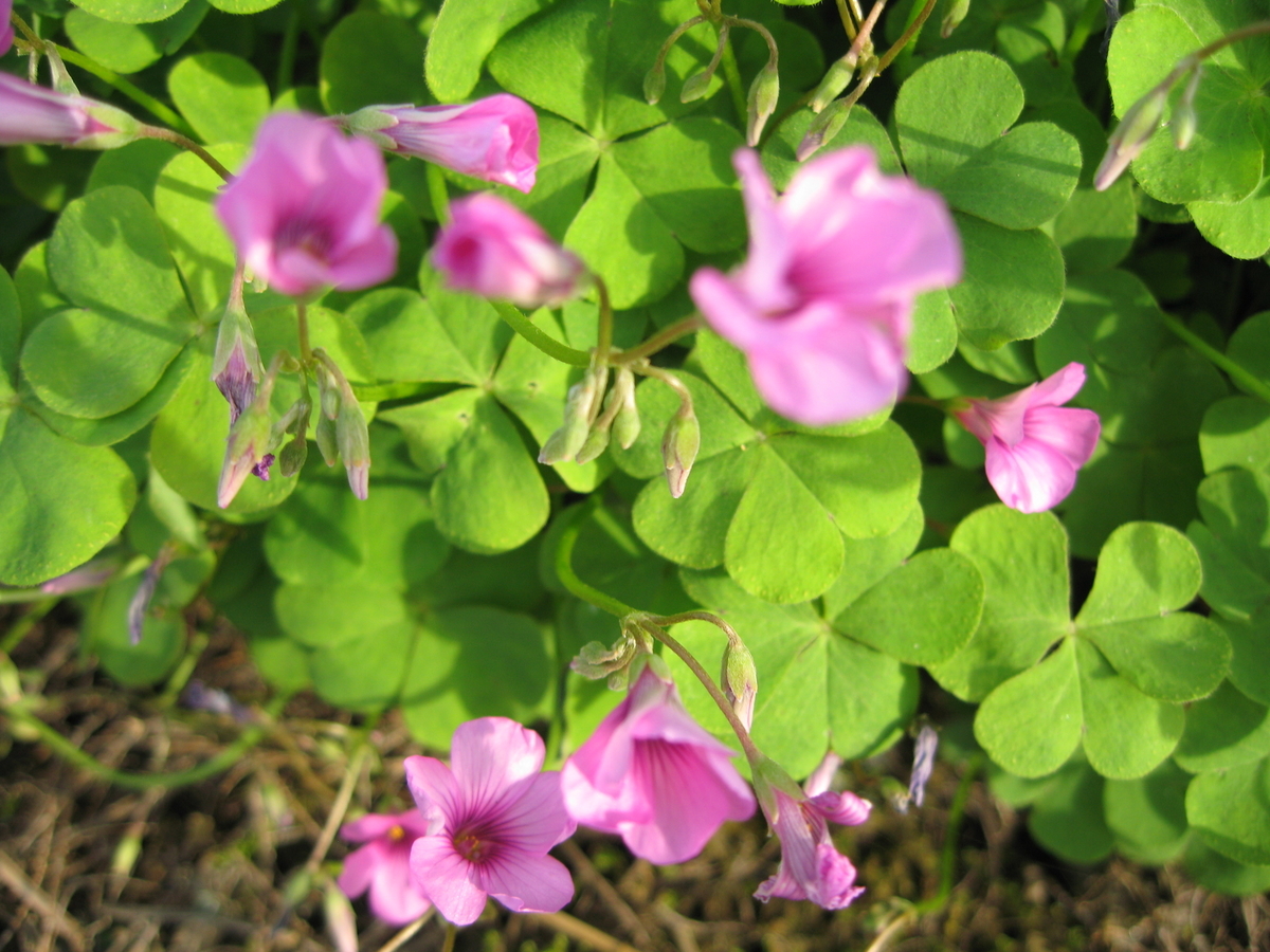 f:id:tchibineko:20191205225154j:plain