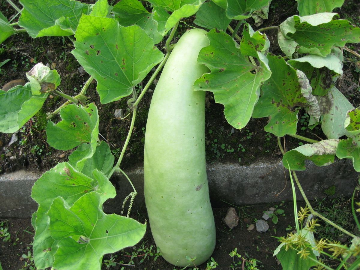 f:id:tchibineko:20191206221920j:plain