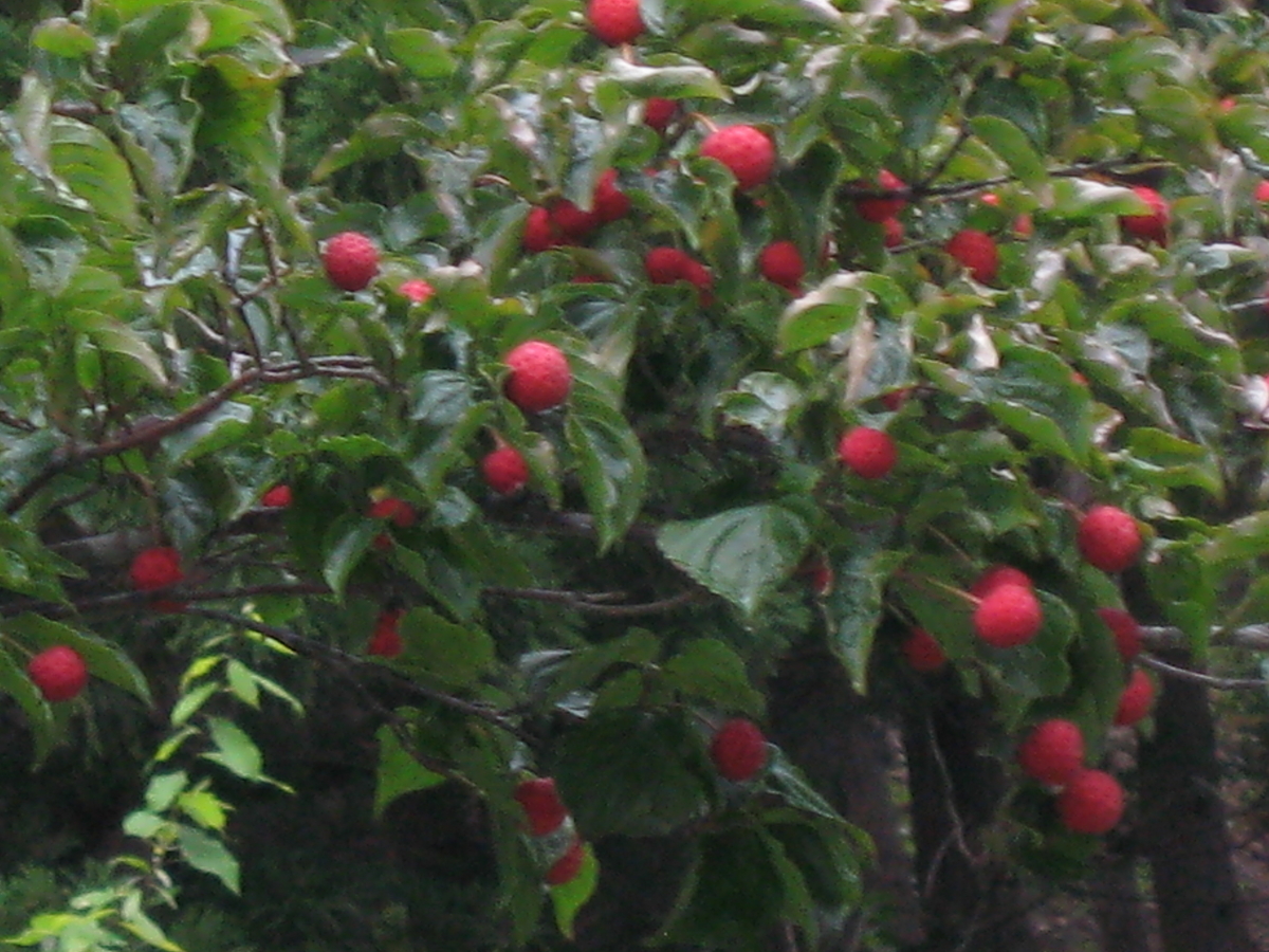 f:id:tchibineko:20191210235226j:plain