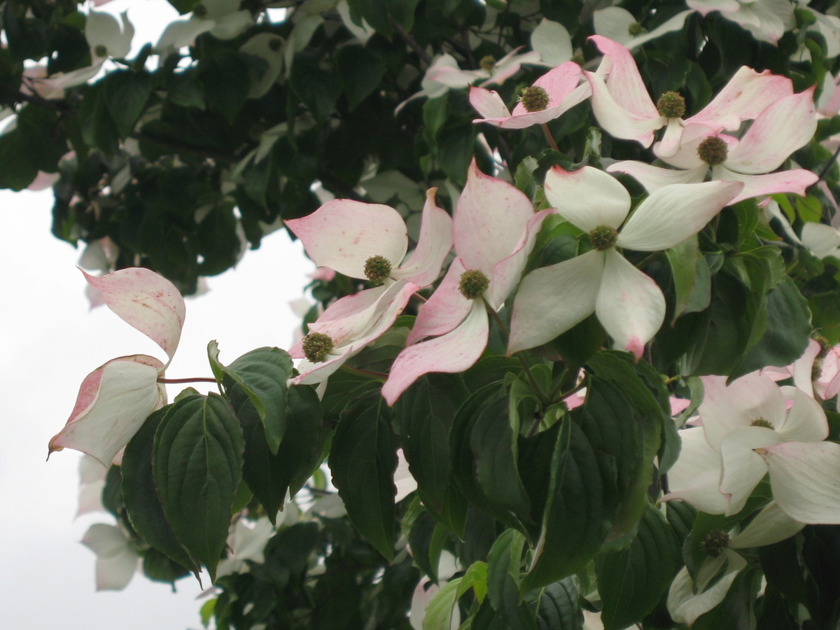 f:id:tchibineko:20191210235330j:plain