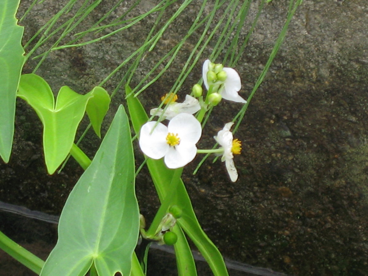 f:id:tchibineko:20191220214148j:plain