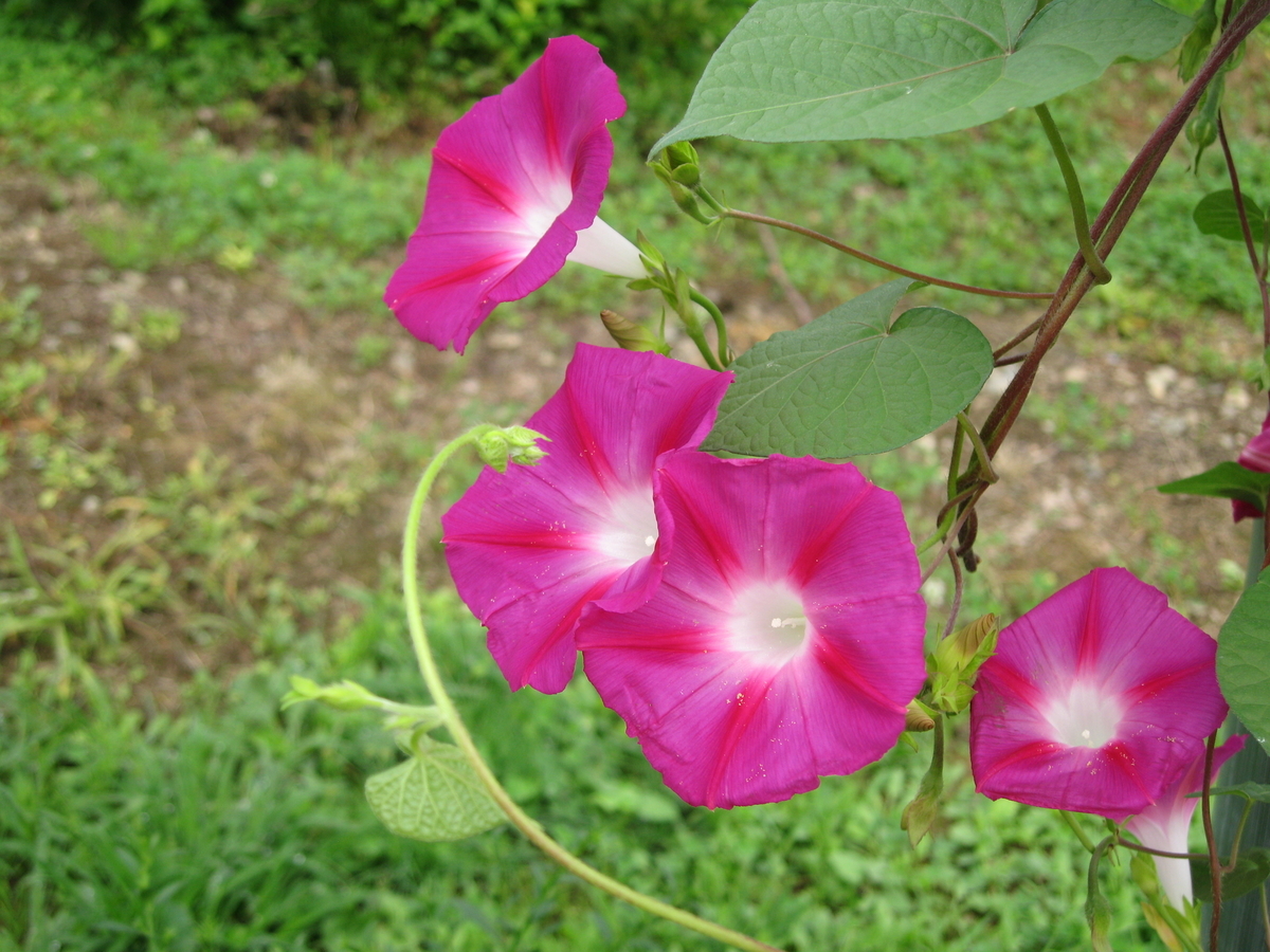 f:id:tchibineko:20191222162810j:plain f:id:tchibineko:20191222162810j:plain