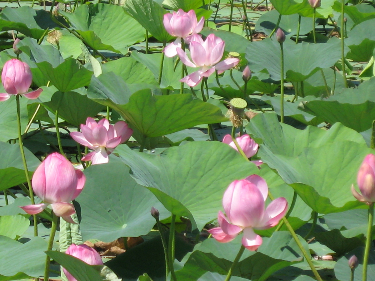 f:id:tchibineko:20200104153404j:plain