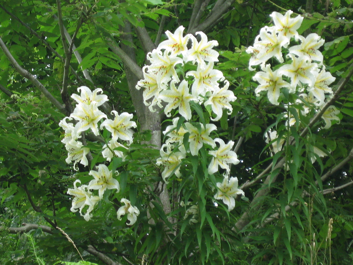 f:id:tchibineko:20200106134546j:plain