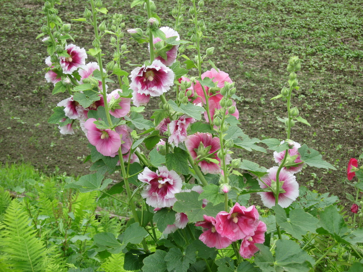 f:id:tchibineko:20200119141509j:plain