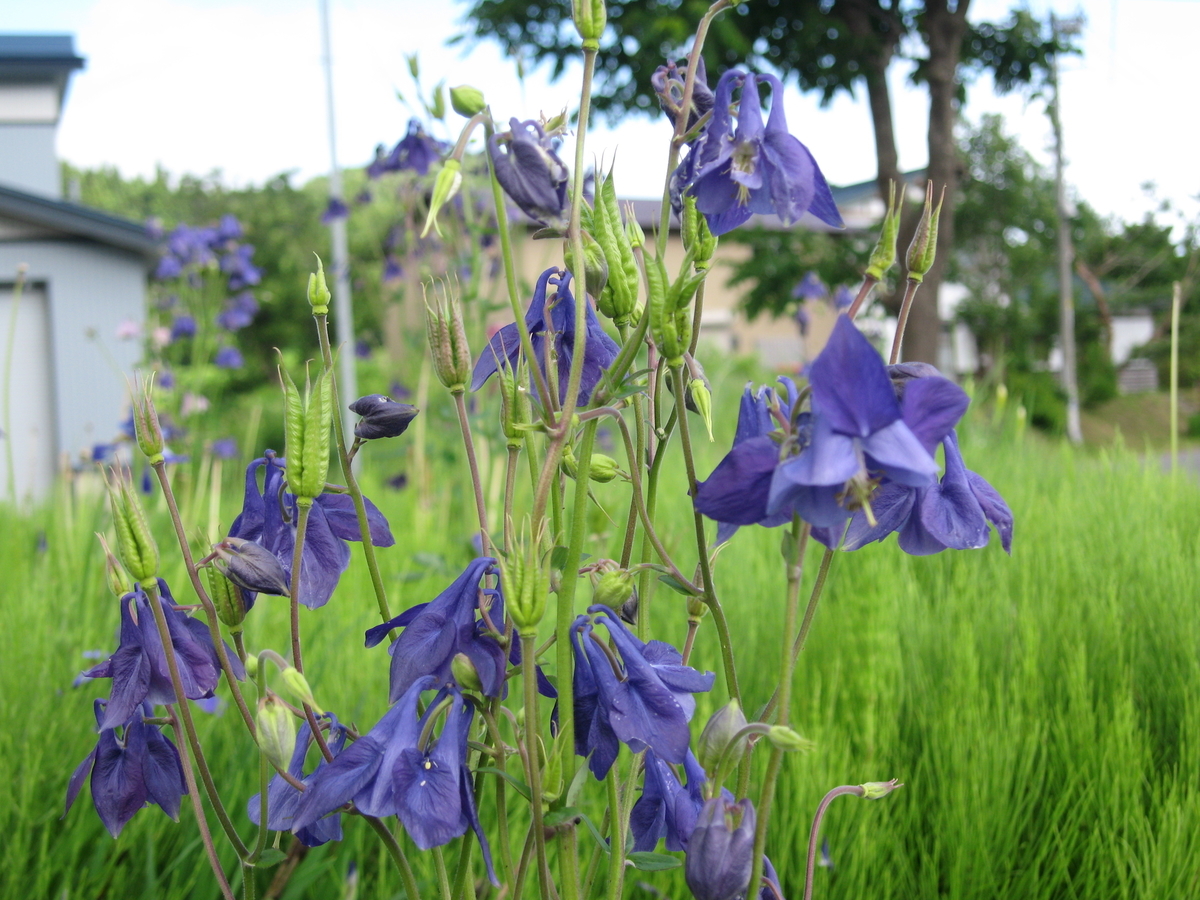 f:id:tchibineko:20200127153132j:plain f:id:tchibineko:20200127153132j:plain