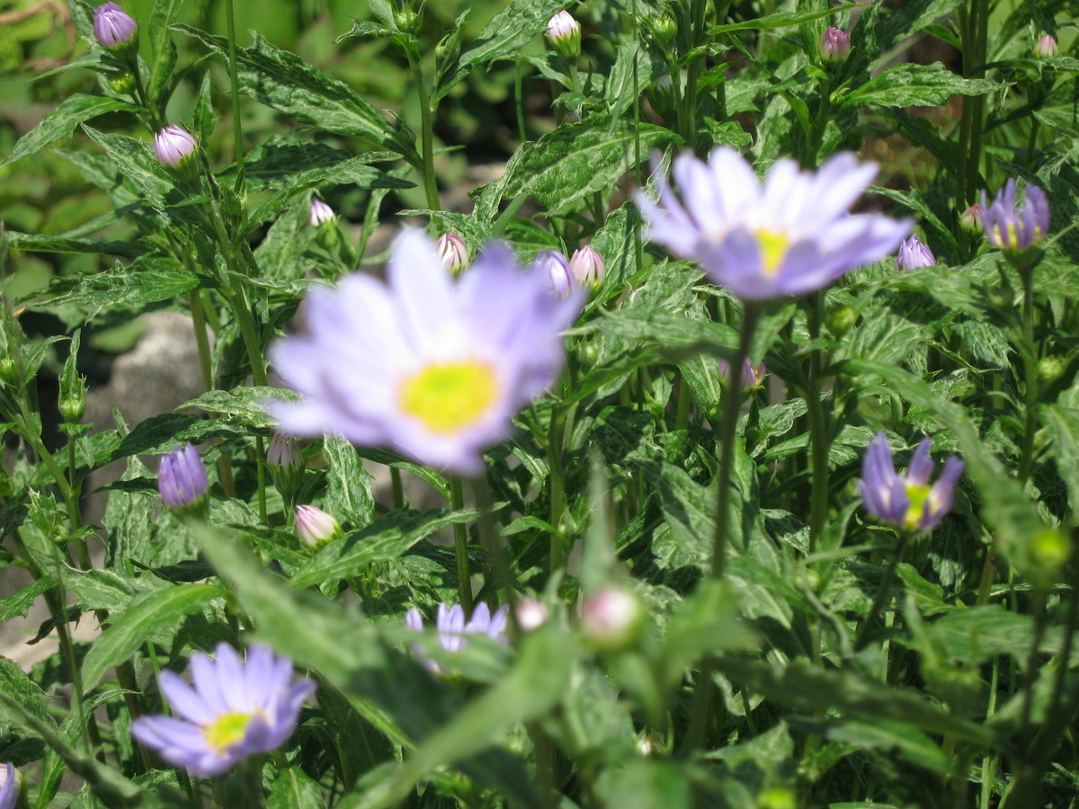 f:id:tchibineko:20200128155914j:plain f:id:tchibineko:20200128155914j:plain