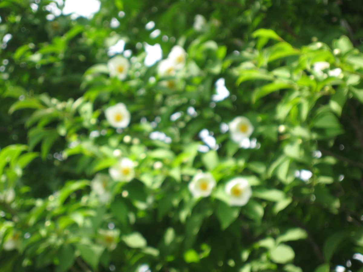 f:id:tchibineko:20200130161222j:plain
