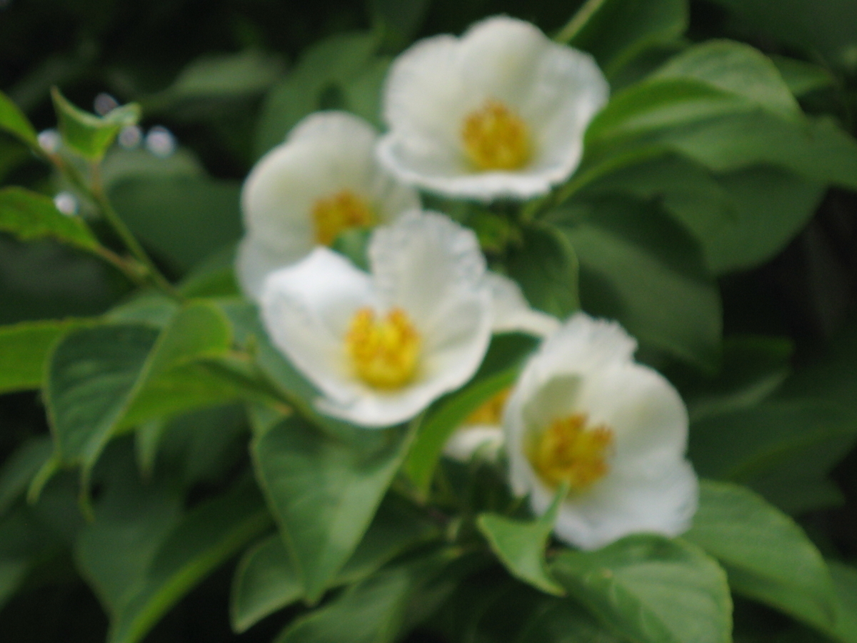 f:id:tchibineko:20200130161252j:plain