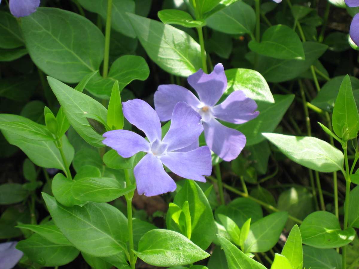 f:id:tchibineko:20200202143944j:plain