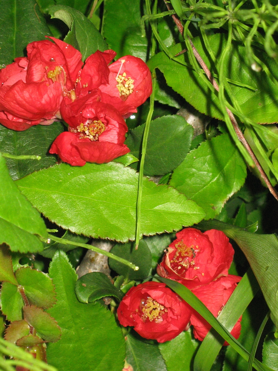 f:id:tchibineko:20200204163037j:plain f:id:tchibineko:20200204163037j:plain