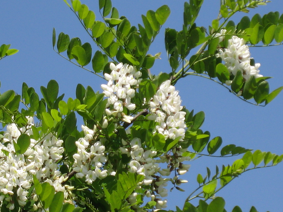 f:id:tchibineko:20200210224942j:plain f:id:tchibineko:20200210224942j:plain