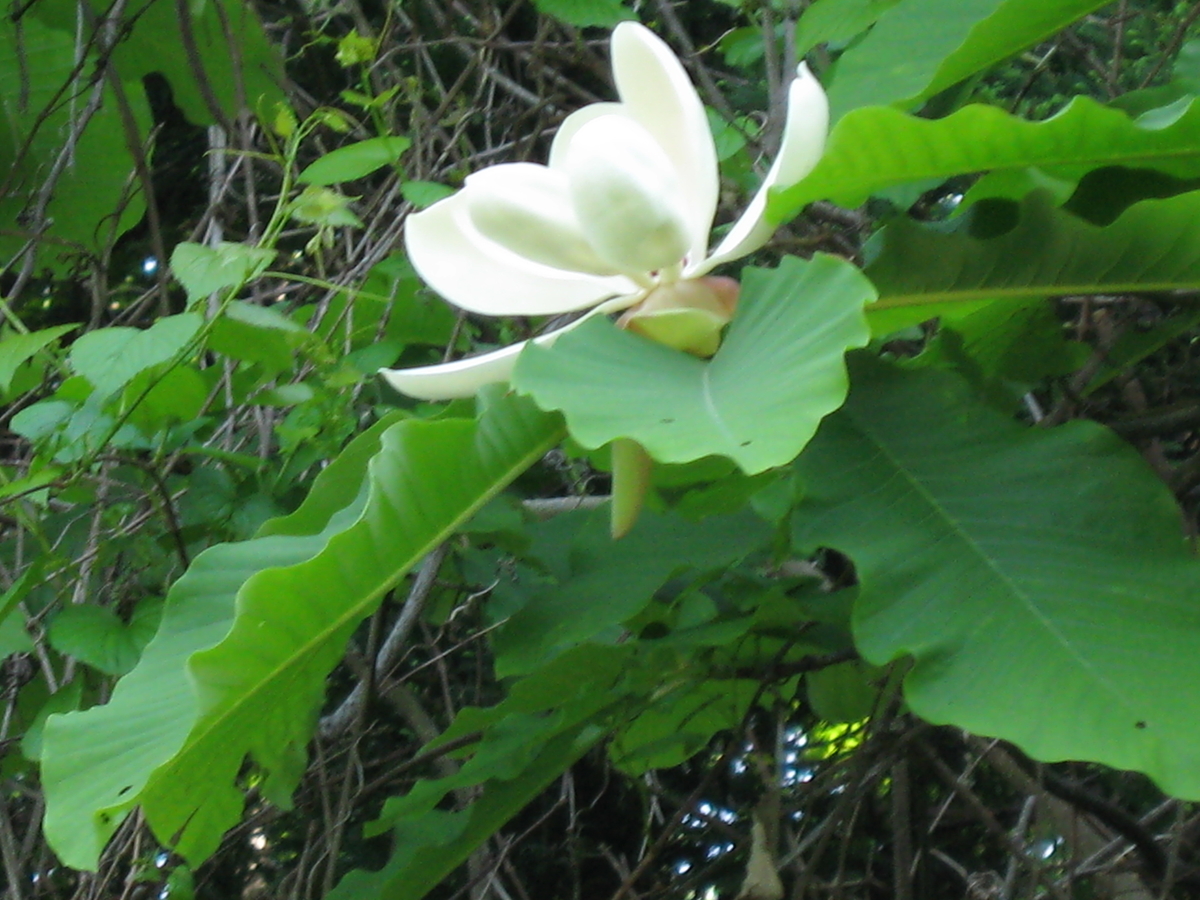 f:id:tchibineko:20200210225121j:plain