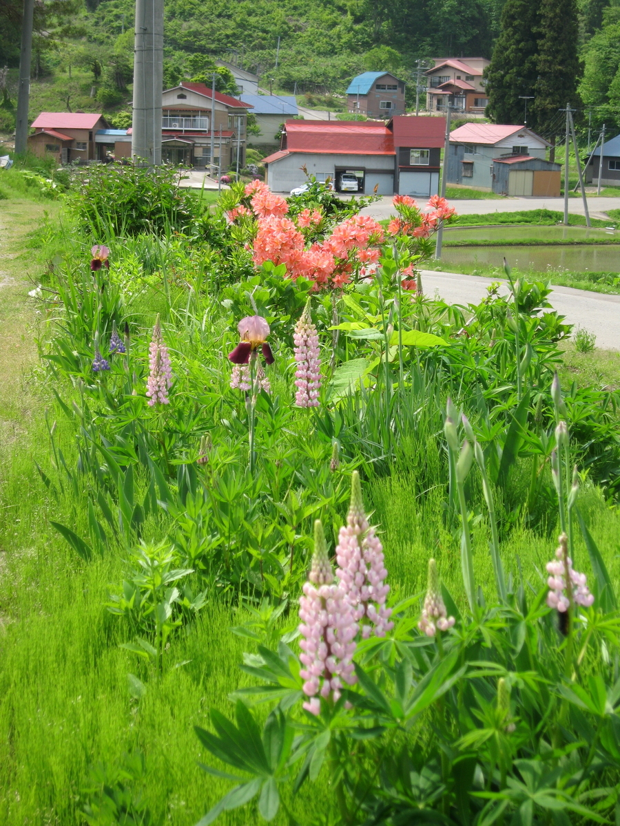 f:id:tchibineko:20200214161250j:plain