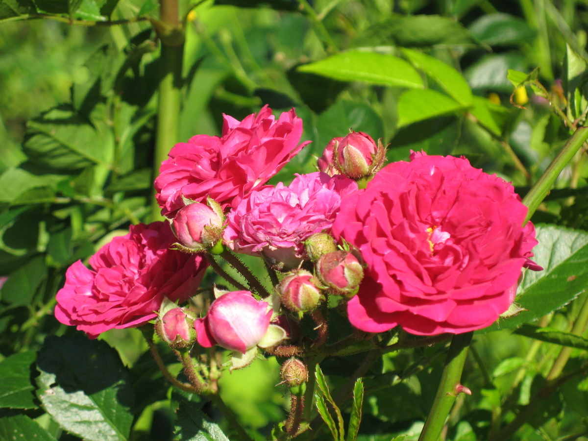 f:id:tchibineko:20200214220220j:plain f:id:tchibineko:20200214220220j:plain