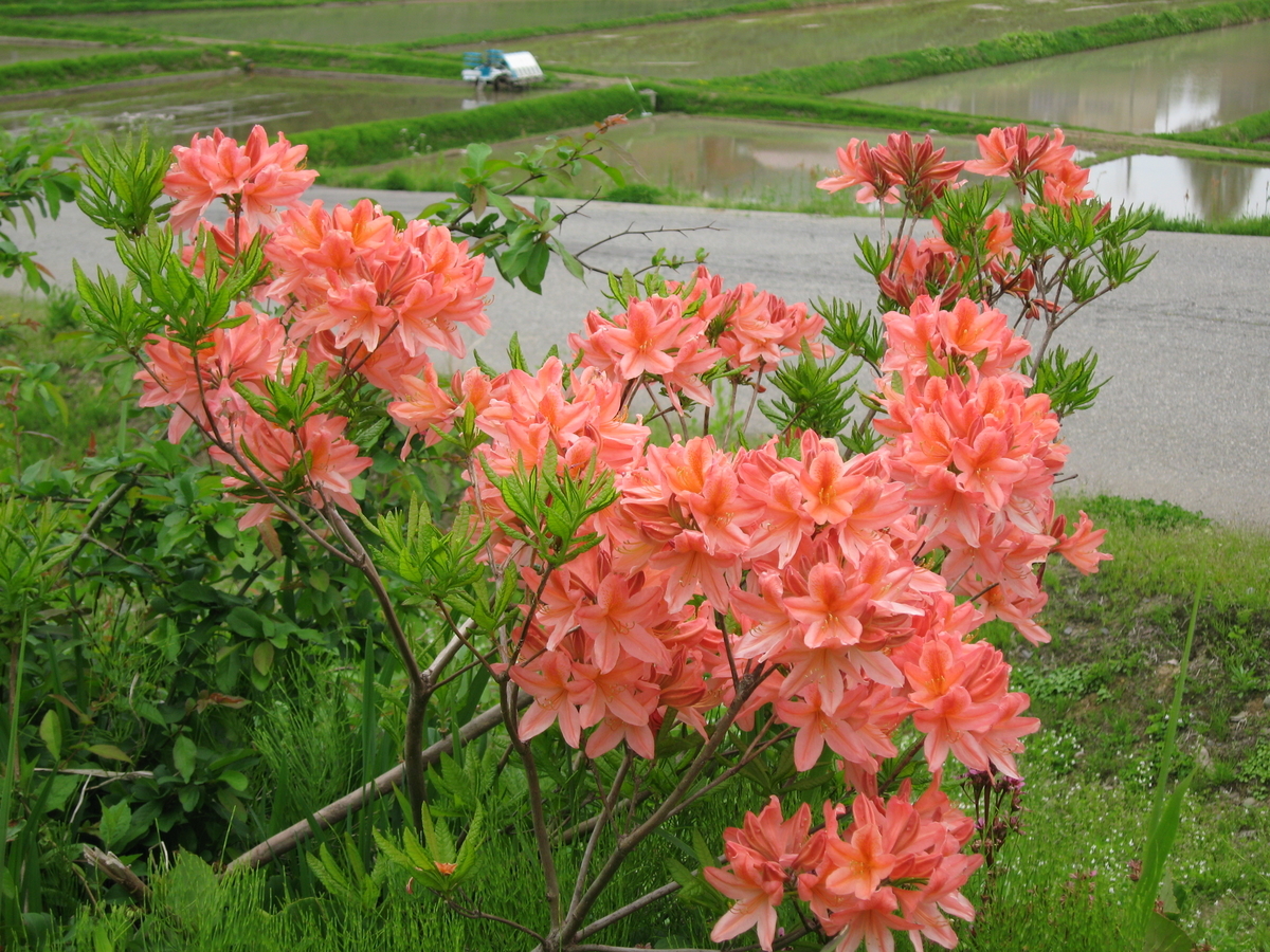 f:id:tchibineko:20200215210100j:plain