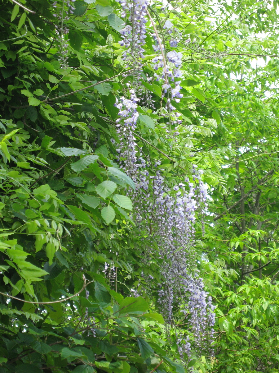 f:id:tchibineko:20200215210412j:plain f:id:tchibineko:20200215210412j:plain