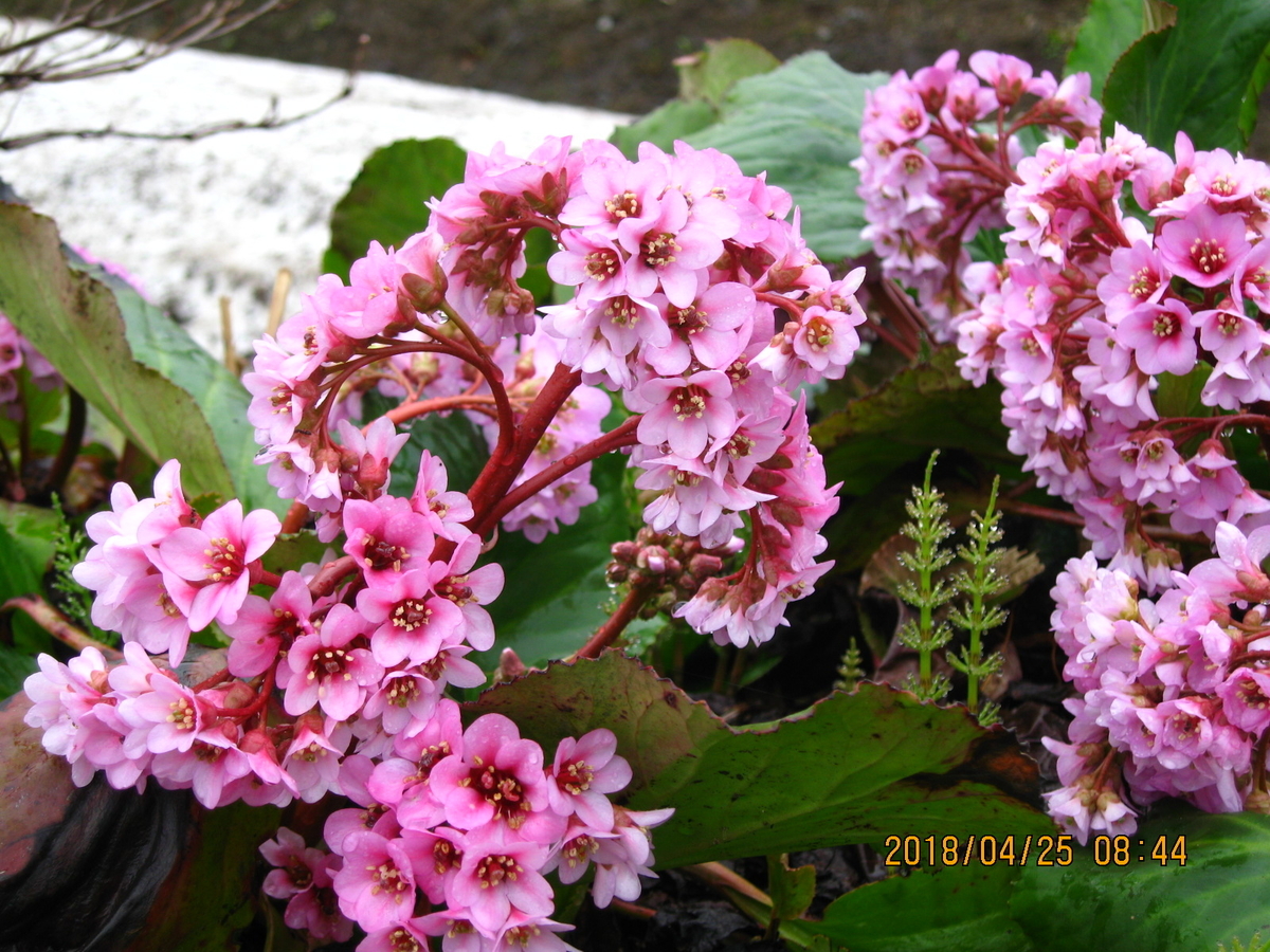 f:id:tchibineko:20200223235833j:plain
